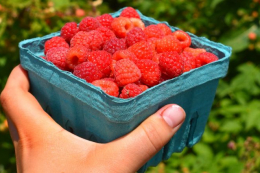 Дефіцит робочої сили залишається головним викликом для плодоовочівництва