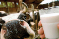 У грудні ринок молока демонструє стабільність