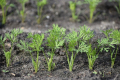 У вирощуванні моркви суперважливо підготувати ґрунт