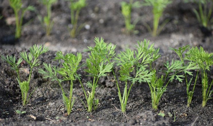 У вирощуванні моркви суперважливо підготувати ґрунт