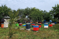 Бджолярі Луганщини отримують пільгові кредити на розвиток пасік