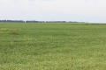 У МінАПК назвали середню ціну за гектар землі сільгосппризначення