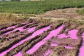 На Рівненщині виявили поле, забруднене рожевою рідиною невідомого походження