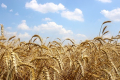 Британські вчені ідентифікували ген, що впливає на урожайність пшениці