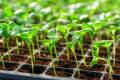 «Севен Філдз Фарм» вирощуватиме власну розсаду салатів і броколі