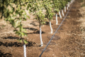 Вчений розповів, як заощадити 62% поливної води в яблуневому садку