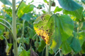 Грибні хвороби уразили понад третину посівів соняшнику на Дніпропетровщині