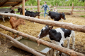 Учасники «Сімейних молочних ферм» отримали фінансування на 3,33 млн грн