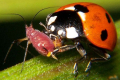 Вчені планують відлякувати комах-шкідників запахом хижих комах