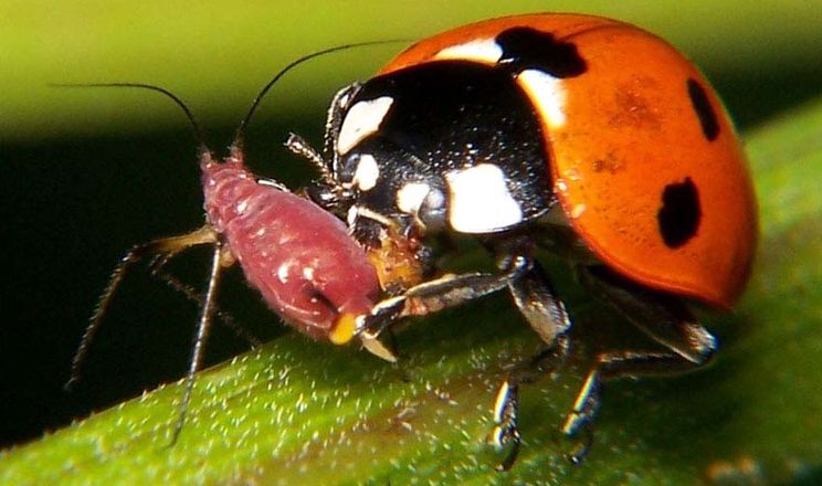 Вчені планують відлякувати комах-шкідників запахом хижих комах