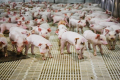 Genesus за три роки планує зайняти 10% вітчизняного ринку генетики свиней