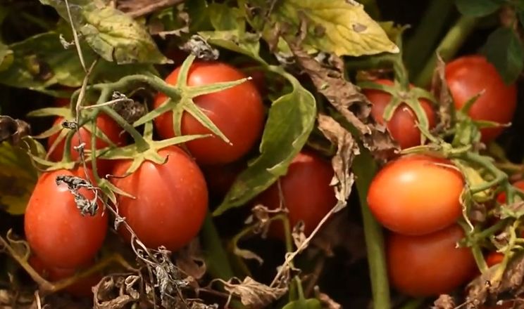 На Волині тестують американські гібриди томатів-сливок