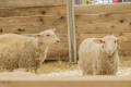 70% промислового поголів'я овець і кіз утримують 75 компаній