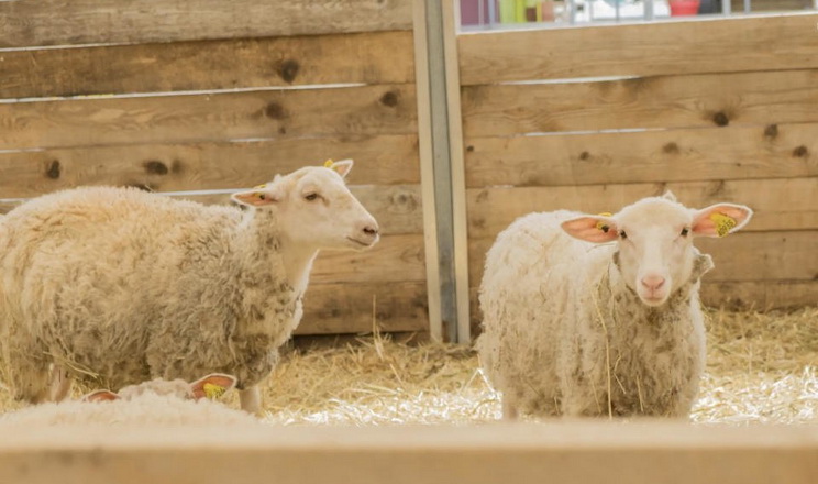 70% промислового поголів'я овець і кіз утримують 75 компаній