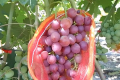 Сорт винограду Кардишах визнали найсмачнішим