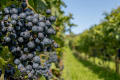 Тримати виноградники в селі Лиман на Одещині стає нерентабельно