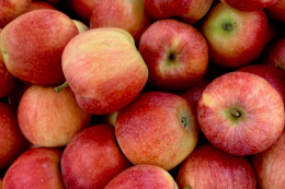 <strong>Експерти очікують дуже низькі ціни на яблука</strong>