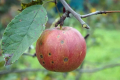 Через град у Чернівецькій області багато яблук піде на сік
