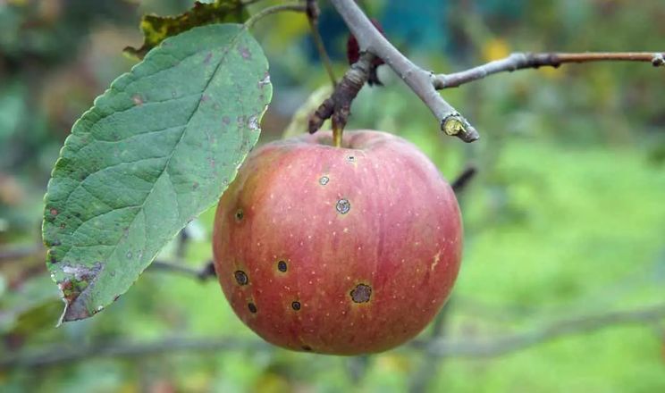 Через град у Чернівецькій області багато яблук піде на сік