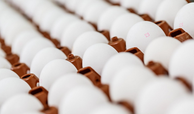 Середня ціна виробників яєць сягнула 25,79 грн