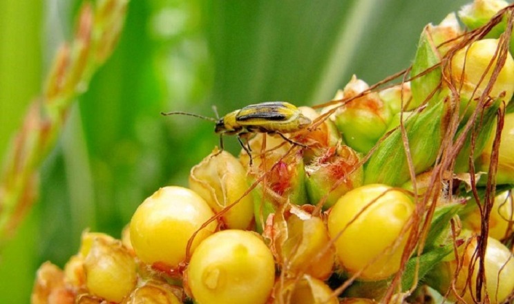 Площі зараження західним кукурудзяним жуком за рік скоротилися