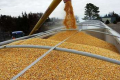 Білорусь ввела обмеження на експорт зернових