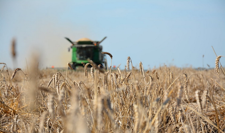 Урожайність озимої пшениці у Kernel - на рівні 5,2 т/га залікової ваги