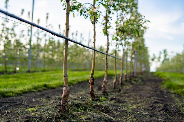 Суперсорбенти підняли вологість ґрунту під яблунями на 120%, –  дослідження