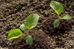 Зайвий гумус може «спалити» мікроелементи