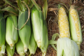 Суперсолодка кукурудза має одну особливість