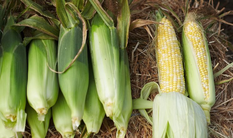 Біколорна цукрова кукурудза два-три роки буде на піку популярності