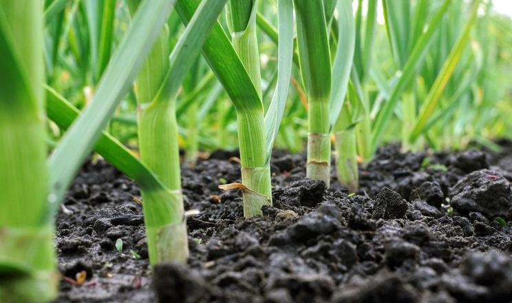 Нідерландський фермер ще раз спробує вирощувати часник на Рівненщині