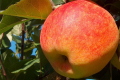 Садівник обґрунтував переваги одного з сортів яблук