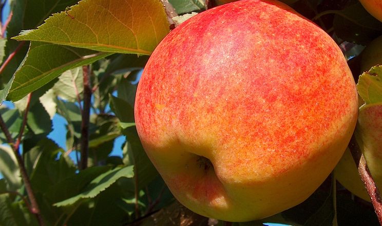 Садівник обґрунтував переваги одного з сортів яблук