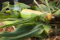 Надрання солодка кукурудза достигає за 64 дні