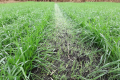 Частина сортів зернових культур на Херсонщині не витримали погодних умов цього року