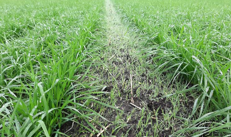Частина сортів зернових культур на Херсонщині не витримали погодних умов цього року