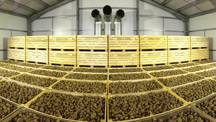 Європі, скоріше всього, доведеться імпортувати картоплю