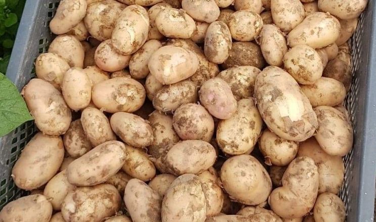Шість з семи найпопулярніших сортів картоплі у Польщі – місцеві