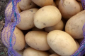 Майже всю картоплю в Україні купує Білорусь