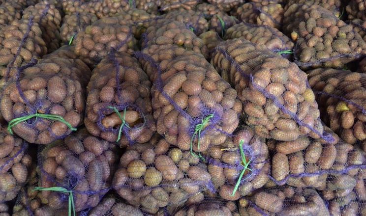 Учений спрогнозував високий урожай картоплі