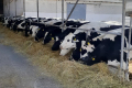 «Росток-холдинг» планує подвоїти поголів'я дійних корів