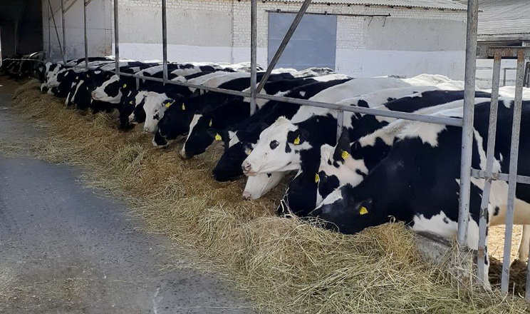 Волинська ферма віддає перевагу звичайній спермі для осіменіння корів
