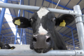 До 15 листопада приймають заявки на дотацію за утримання корів через ДАР