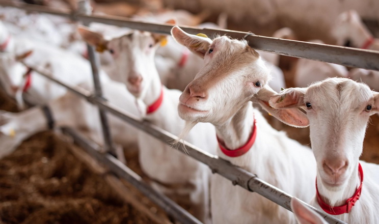 Козина ферма: комфорт для тварин і власна сироварня