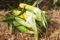Щільні качани солодкої кукурудзи стримують перший літ совки