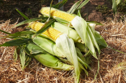 Цукрова кукурудза набирає популярності й витісняє традиційні сорти