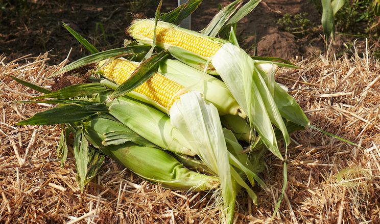 Щільні качани солодкої кукурудзи стримують перший літ совки
