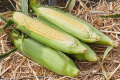 Деякі гібриди солодкої кукурудзи ростуть без поливу