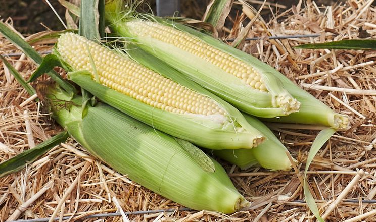 Деякі гібриди солодкої кукурудзи ростуть без поливу